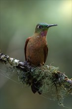 A brown-bellied brilliant hummingbird, colourful bird sitting on a green branch, Armenia, Quindio,