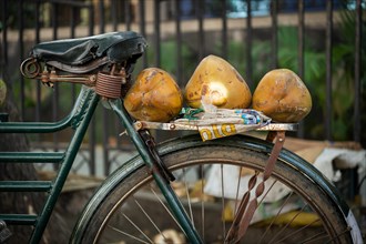 Three coconuts lying on a bicycle, Chennai, Tamil Nadu, India, Asia