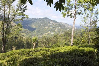 View over hills and tea estate, Ella, Badulla District, Uva Province, Sri Lanka, Asia