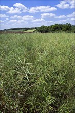 Farmland showing rape field (Brassica napus) in spring