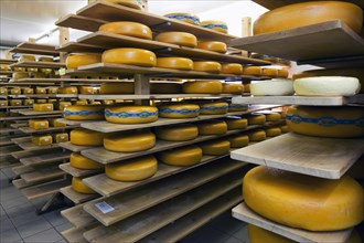 Cheeses in dairy storage room of the Beauvoordse Walhoeve, Veurne, Belgium, Europe