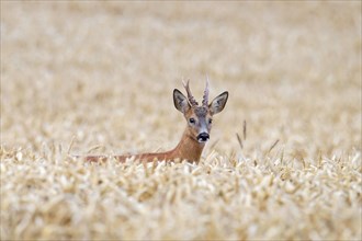 European roe deer (Capreolus capreolus) buck foraging in cereal field, cornfield, wheat field in