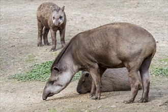 South American tapir, Brazilian tapir, lowland tapir (Tapirus terrestris) with young and capybara