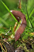 Common earthworm, lob worm (Lumbricus terrestris) burrowing into the ground in garden