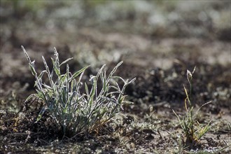 Fresh new shoots of grass, covered in dew during the rainy season in the Kalahari desert, Kgalagadi
