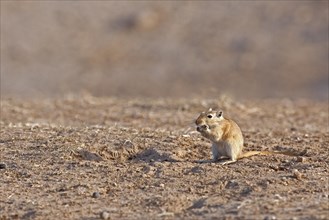 Great gerbil (Rhombomys opimus) in the Karakum desert in Iran
