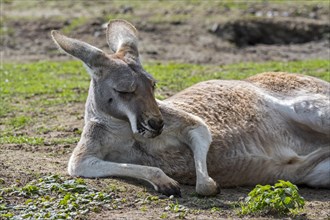 Close up of red kangaroo (Macropus rufus) female resting, native to Australia
