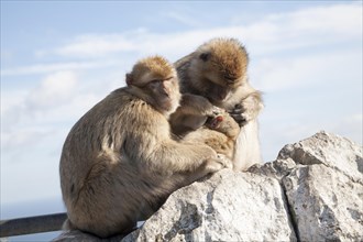 Barbary macaque apes, Gibraltar, British terroritory in southern Europe Barbary macaque apes,