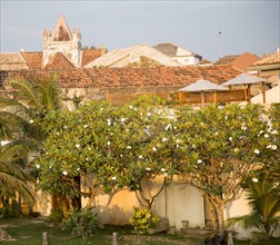 Frangipani blossom trees buildings in historic town of Galle, Sri Lanka, Asia