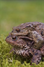 Common toad, European toads (Bufo bufo) pair in amplexus walking over grassland to breeding pond in