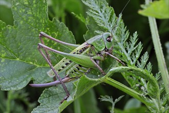 Wartbiter, Wart biter bush cricket (Decticus verrucivorus) on plant, Dolomites, Italy, Europe