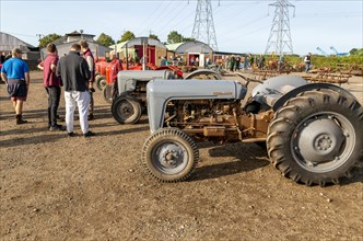 Vintage Massey Ferguson tractors at auction sale of vintage farming equipment, Campsea Ashe,
