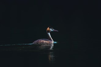 A great crested grebe, Podiceps cristatus, water bird swimming calmly in dark waters, Baerensee,