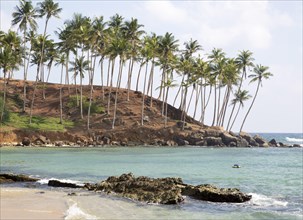 Palm trees and blue tropical ocean, Mirissa, Sri Lanka, Asia