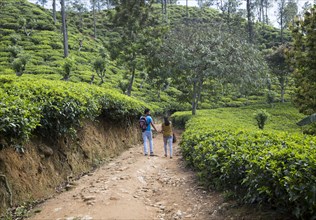 Young couple holding hands in tea plantation Ella, Badulla District, Uva Province, Sri Lanka, Asia