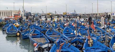 Traditional blue fishing boats in the harbour, Essaouira, Morocco, Africa