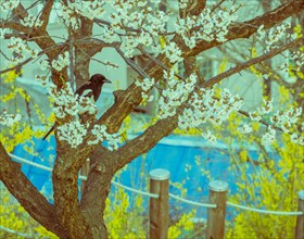 Magpie perched in cherry blossom tree with blurred background