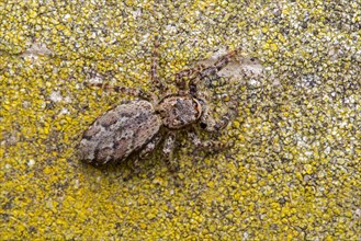 Fence post jumping spider (Marpissa muscosa)