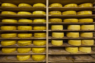 Regional artisan wheel cheeses aging on shelves in cheese dairy, Belgium, Europe
