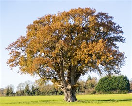 Large mature English oak tree, Quercus Robur, orange autumn leaves stands alone in field, Sutton,