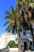 Palm trees and white buildings, Vejer de la Frontera, Cadiz Province, Spain, Europe
