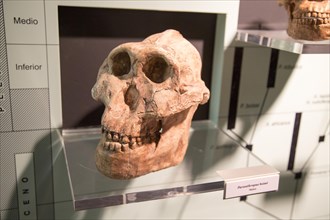 Skull of Paranthropus Boisel, archaeology museum, Jerez de la Frontera, Cadiz Province, Spain,
