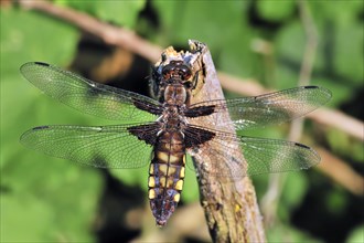 Broad-bodied chaser dragonfly, broad-bodied darter (Libellula depressa) female on broken branch