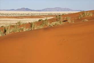 Dune bushman grass, dune reeds (Stipagrostis amabilis) on sand dune in the Namib desert, Namibia,