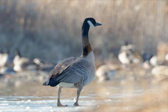 A goose stands alone on the partially frozen water, Chicago, United States, North America