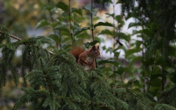 A squirrel, Sciurus, inspects climbs curiously up a tree, looks worried, Stuttgart,
