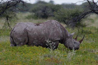 A rhino stands still in its natural habitat, Safari, wildlife, Etosha National Park, Namibia,