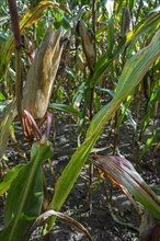 Maize ear on a stalk in maizefield, cornfield, field of maize