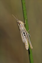 Sharp-tailed grasshopper (Euchorthippus declivus, Acridium declivus) female climbing grass stalk in