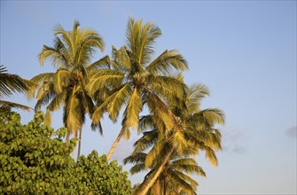 Coconut palm trees against blue sky, Mirissa, Sri Lanka, Asia