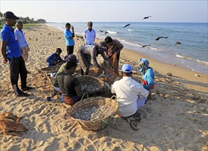 Traditional seine fishing hauling nets Nilavelli beach, near Trincomalee, Eastern province, Sri
