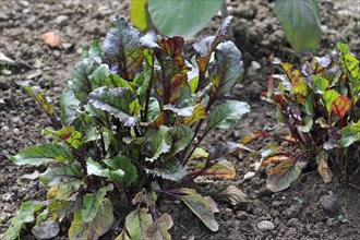 Beetroot, Garden beet (Beta vulgaris) in field, Belgium, Europe