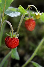 Woodland strawberry, Wild strawberries (Fragaria vesca) in forest