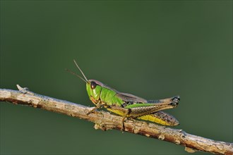 Meadow grasshopper (Chorthippus parallelus) female green colour morph on twig