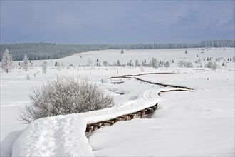 Winding wooden boardwalk in snow covered moorland in nature reserve High Fens, Hautes Fagnes in