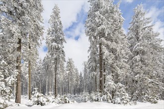 Pine trees in coniferous forest covered in snow in winter at the Hoge Venen, High Fens, Hautes