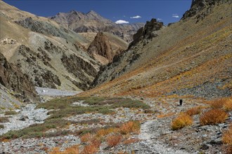 Trekking route in the Zherin Valley, a rarely visited trail in the Zanskar Region, with a trekker