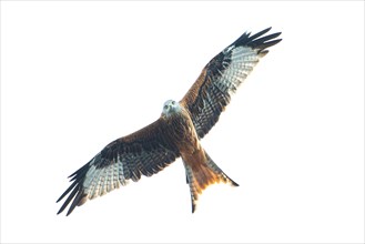 A red kite on the hunt, red kite, Montagu's harrier, king harrier, A bird of prey spreads its wings