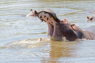 A hippo opens its mouth wide in the water, gamedrive, Dustembrookfarm, Namibia, Africa