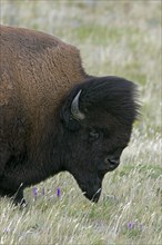 American bison, American buffalo (Bison bison) close up portrait of bull in summer coat