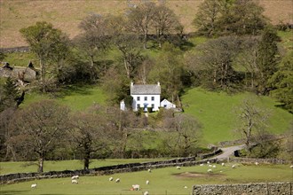White detached farmhouse, Boredale valley, Martindale, Lake District national park, Cumbria,
