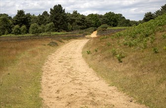 Track on Suffolk Sandlings heathland, Sutton, Suffolk, England, UK
