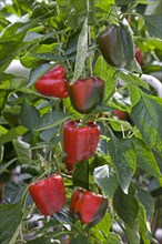 Red bell pepper, sweet peppers (Capsicum annuum) growing in greenhouse