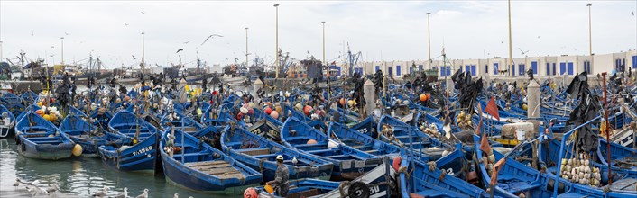 Traditional blue fishing boats in the harbour, Essaouira, Morocco, Africa