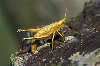 Large Gold Grasshopper (Chrysochraon dispar) ovipositing female laying eggs in wooden fence post