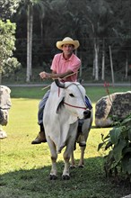 Tame riding bull for tourists, Vinales, Valle de Vinales, Pinar del Rio Province, Cuba, Greater